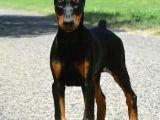 Mermi Gibi Estetikli King Doberman Orjinal