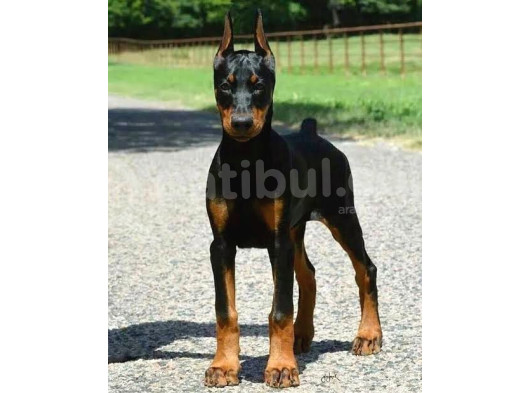 Mermi Gibi Estetikli King Doberman Orjinal görsel