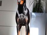 Mermi Gibi Estetikli King Doberman Orjinal