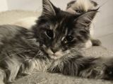 Acil Maine Coon Dişi 7 aylik