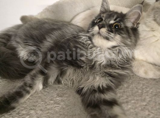 Acil Maine Coon Dişi 7 Aylik görsel