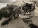 Acil Maine Coon Dişi 7 Aylik