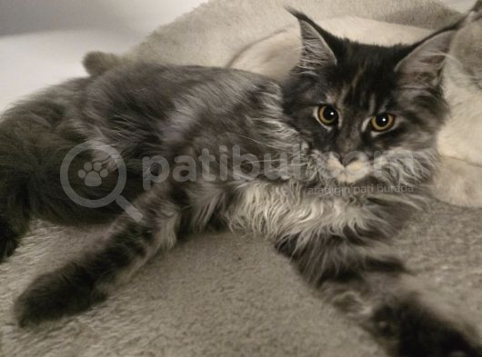 Acil Maine Coon Dişi 7 Aylik görsel