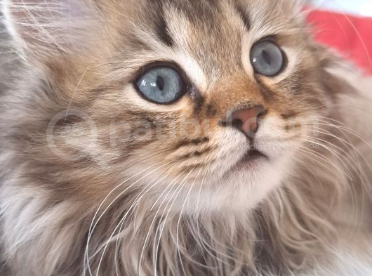 Küçük Bir Aslancik görsel
