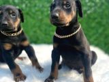 A Class Safkan DOBERMAN