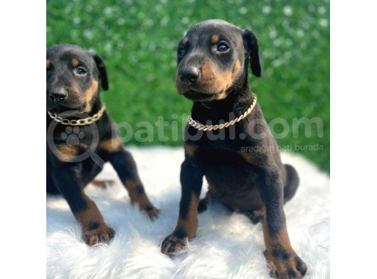 A Class Safkan Doberman
