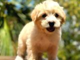 Dünya Tatlısı Maltipoo Yavrumuz sizlerle