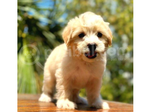 Dünya Tatlısı Maltipoo Yavrumuz Sizlerle