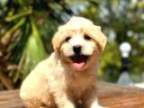 Dünya Tatlısı Maltipoo Yavrumuz Sizlerle