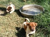 İstanbulda tek Çiftliğimizden Jack Russell Yavrular
