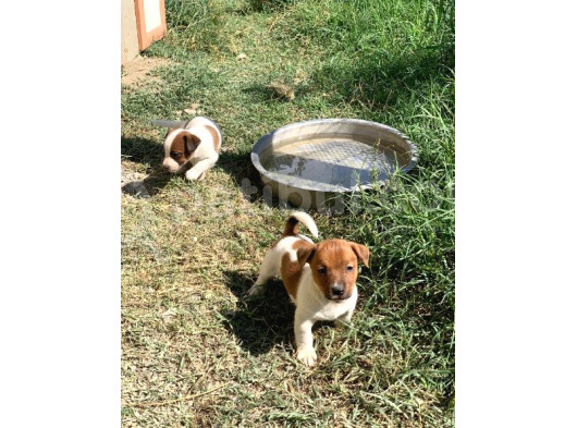 İstanbulda Tek Çiftliğimizden Jack Russell Yavrular