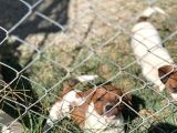 İstanbulda Tek Çiftliğimizden Jack Russell Yavrular