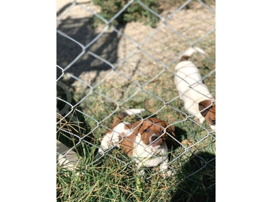 İstanbulda Tek Çiftliğimizden Jack Russell Yavrular görsel