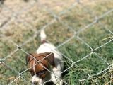 İstanbulda Tek Çiftliğimizden Jack Russell Yavrular