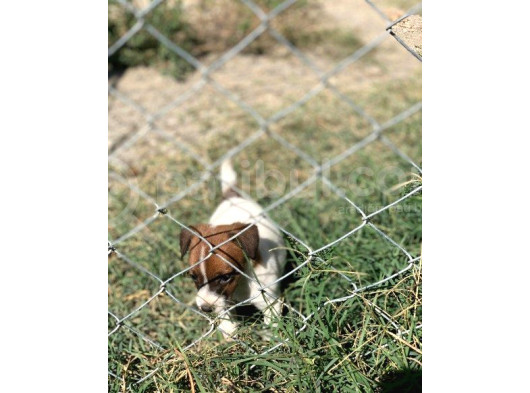 İstanbulda Tek Çiftliğimizden Jack Russell Yavrular görsel