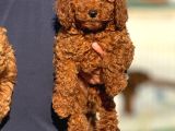 Petmode Köpek Çiftliğinde Ziyarete Açık Redbrown Toy Poodle