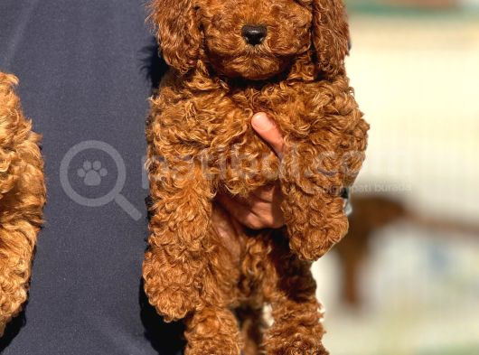 Petmode Köpek Çiftliğinde Ziyarete Açık Redbrown Toy Poodle görsel