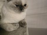 6 AYLIK SCOTTISH FOLD DIŞI