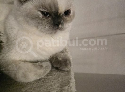6 Aylik Scottish Fold Dişi