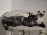6 Aylik Scottish Fold Dişi