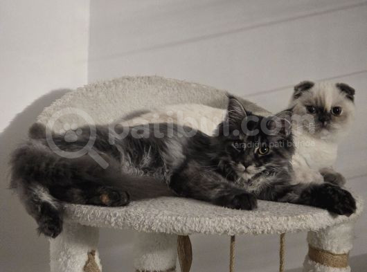 6 Aylik Scottish Fold Dişi görsel