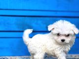 Maltese Yavrular