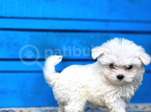 Maltese Yavrular görsel
