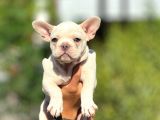 Irk ve Sağlık Garantili Frenc Bulldog Yavrular