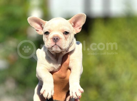 Irk Ve Sağlık Garantili Frenc Bulldog Yavrular