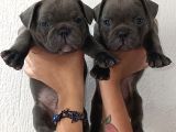 Irk Ve Sağlık Garantili Frenc Bulldog Yavrular
