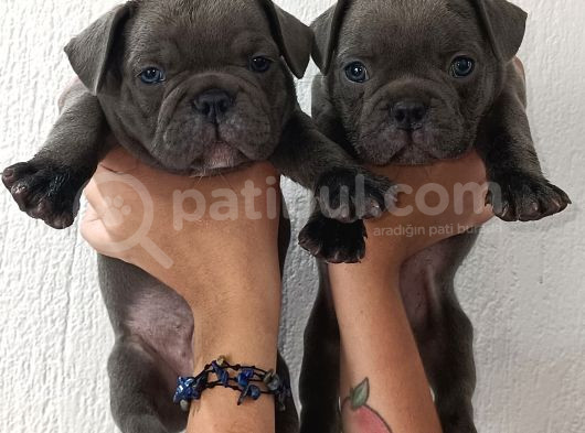 Irk Ve Sağlık Garantili Frenc Bulldog Yavrular görsel