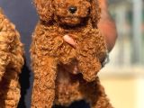 Petmode Köpek Çiftliğinde Ziyarete Açık Redbrown Toy Poodle