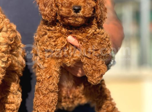 Petmode Köpek Çiftliğinde Ziyarete Açık Redbrown Toy Poodle görsel