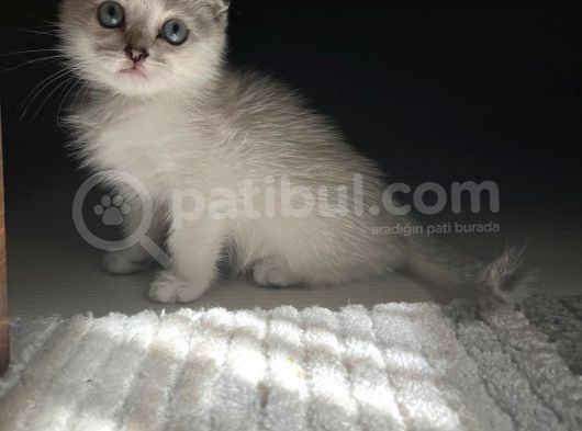 Bri̇ti̇sh Sorthai̇r Ve Scoti̇sh Fold Efsane Bebekler görsel