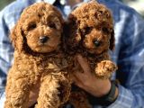 Petmode Köpek Çiftliğinde Ziyarete Açık Redbrown Toy Poodle