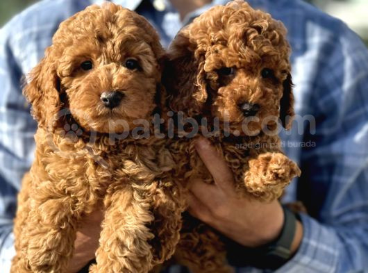 Petmode Köpek Çiftliğinde Ziyarete Açık Redbrown Toy Poodle görsel