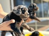 Show kalite tea cup morkie yavrularımız 