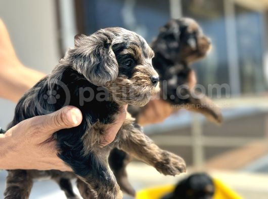 Show Kalite Tea Cup Morkie Yavrularımız 