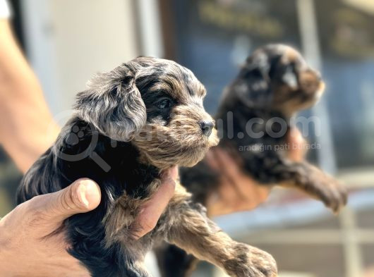 Show Kalite Tea Cup Morkie Yavrularımız  görsel