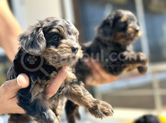 Show Kalite Tea Cup Morkie Yavrularımız  görsel