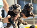 Show Kalite Tea Cup Morkie Yavrularımız 