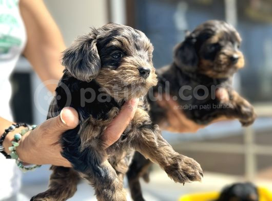Show Kalite Tea Cup Morkie Yavrularımız  görsel