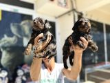 Show Kalite Tea Cup Morkie Yavrularımız 