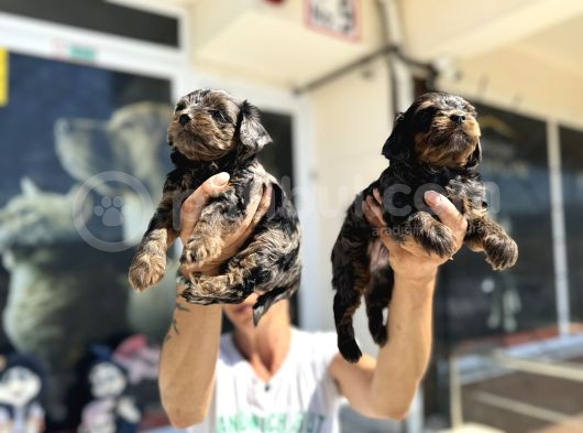 Show Kalite Tea Cup Morkie Yavrularımız  görsel