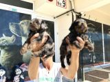 Show Kalite Tea Cup Morkie Yavrularımız 