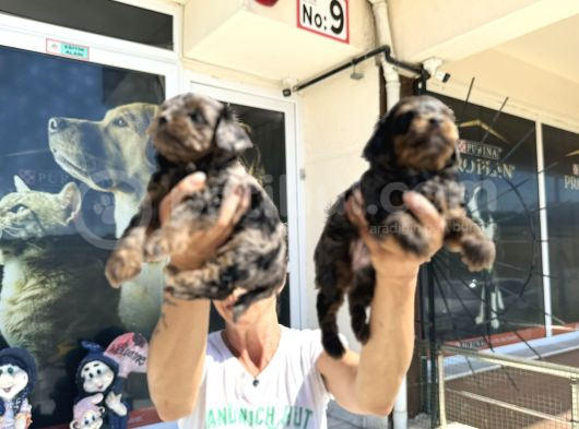 Show Kalite Tea Cup Morkie Yavrularımız  görsel