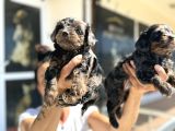 Show Kalite Tea Cup Morkie Yavrularımız 