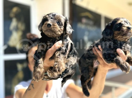 Show Kalite Tea Cup Morkie Yavrularımız  görsel