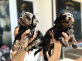 Show Kalite Tea Cup Morkie Yavrularımız 