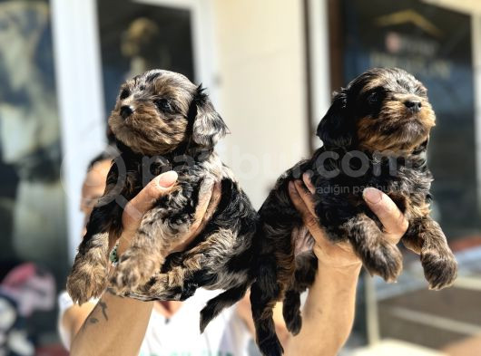 Show Kalite Tea Cup Morkie Yavrularımız  görsel